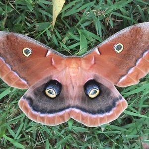 Meet your Posher, Mike